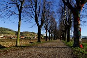 13 Il bellissimo lungo viale alberato